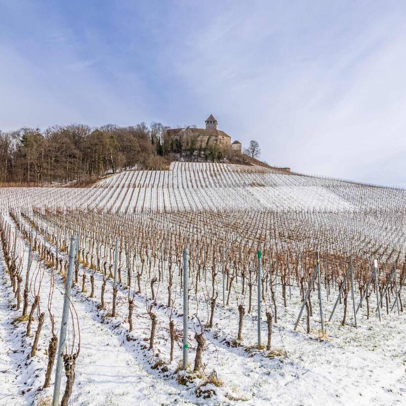 im Vordergrund leicht verschneite Weinberge, im Hintergrund die Burg im ersten Schnee