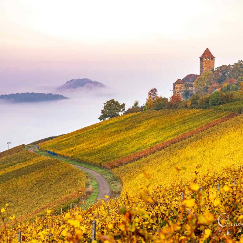 gelb gefärbtes Laub der Reben dahinter die Burg Lichtenberg und im Nebel liegend der Forstkopf und der Wunnenstein