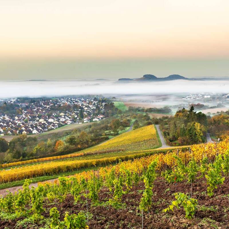 im Vordergrund sind frisch gesetzte Weinstöcke, im Hintergrund Gronau und Schmidhausen im Herbstnebel 