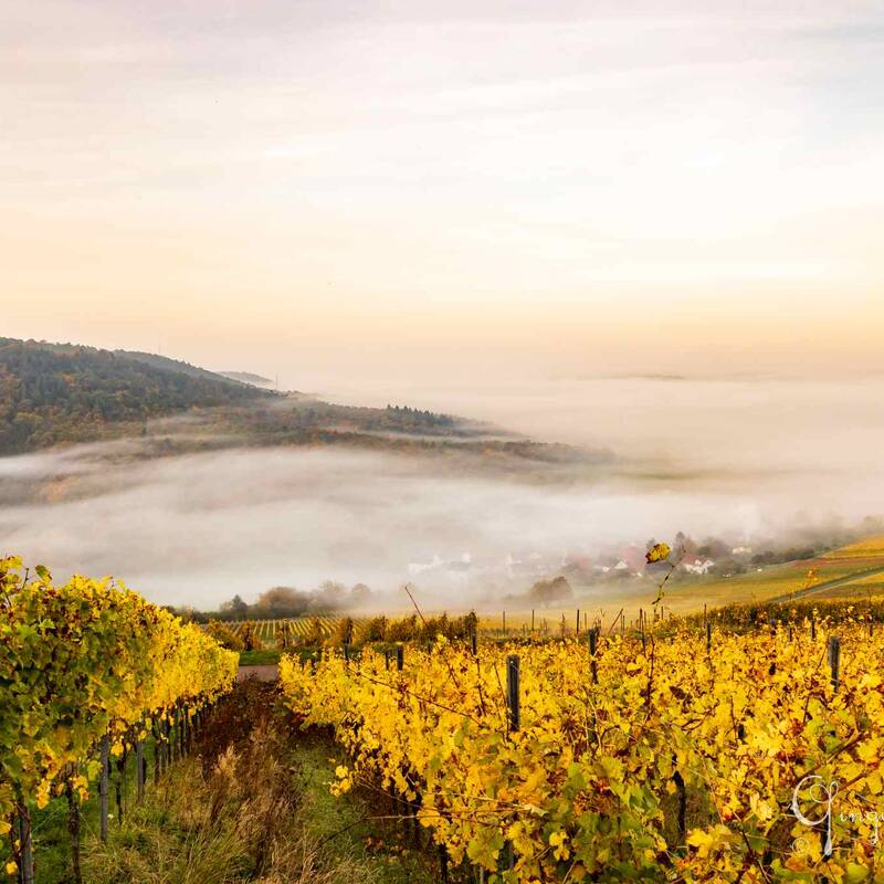 goldgelbe Weinberge ragen aus dem Nebel heraus im Hintergrund bewaldeter Berg