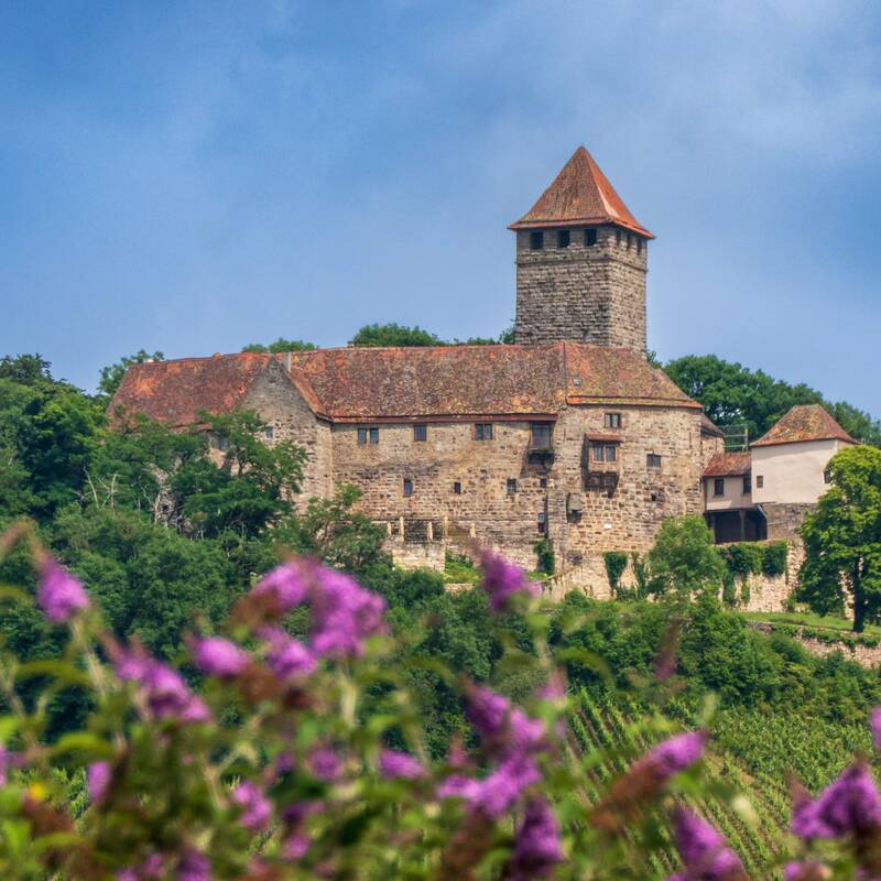 Die Burg Lichtenberg mit blauen Himmel im Hintergrund und Sommerflieder im Vordergrund