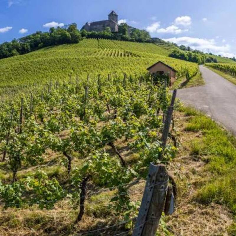 Bottwartaler Weinberge im Sommer mit Burg Lichtenberg