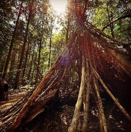 Bild von einigen Ästen aus dem Wald. Von oben scheint die Sonne drauf. 