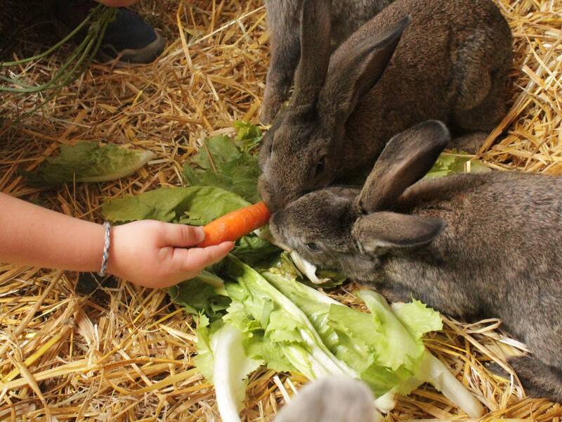 Zwei Kaninchen die vor ein paar Salatblättern sitzen und eine Kinderhand die den Hasen eine Karotte hinhält.